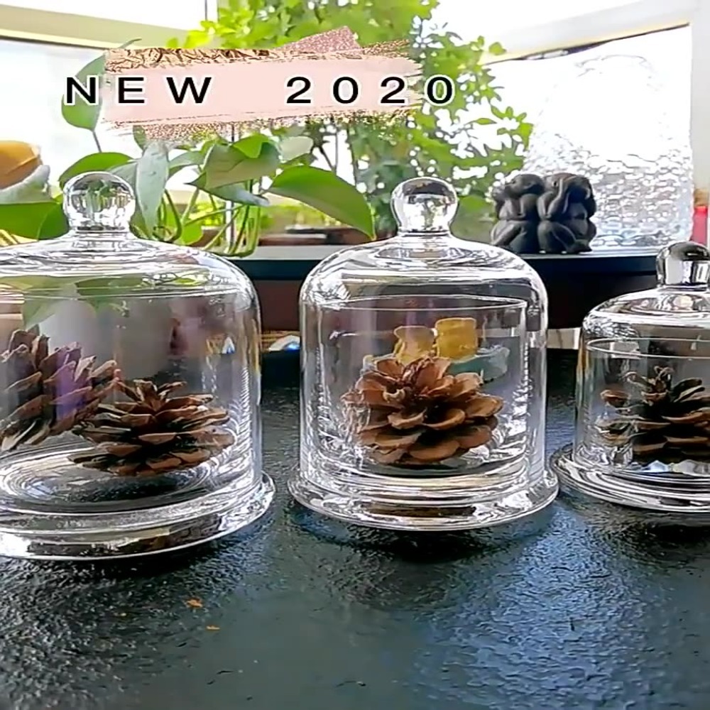 Food Storage Plants - Stoples Kaca Penyimpanan Bunga Abadi 8