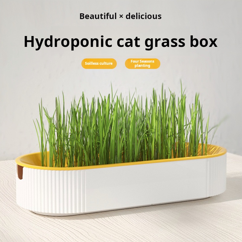Kotak Hidroponik Rumput Kucing - Food Storage Plants ulasan dan harga