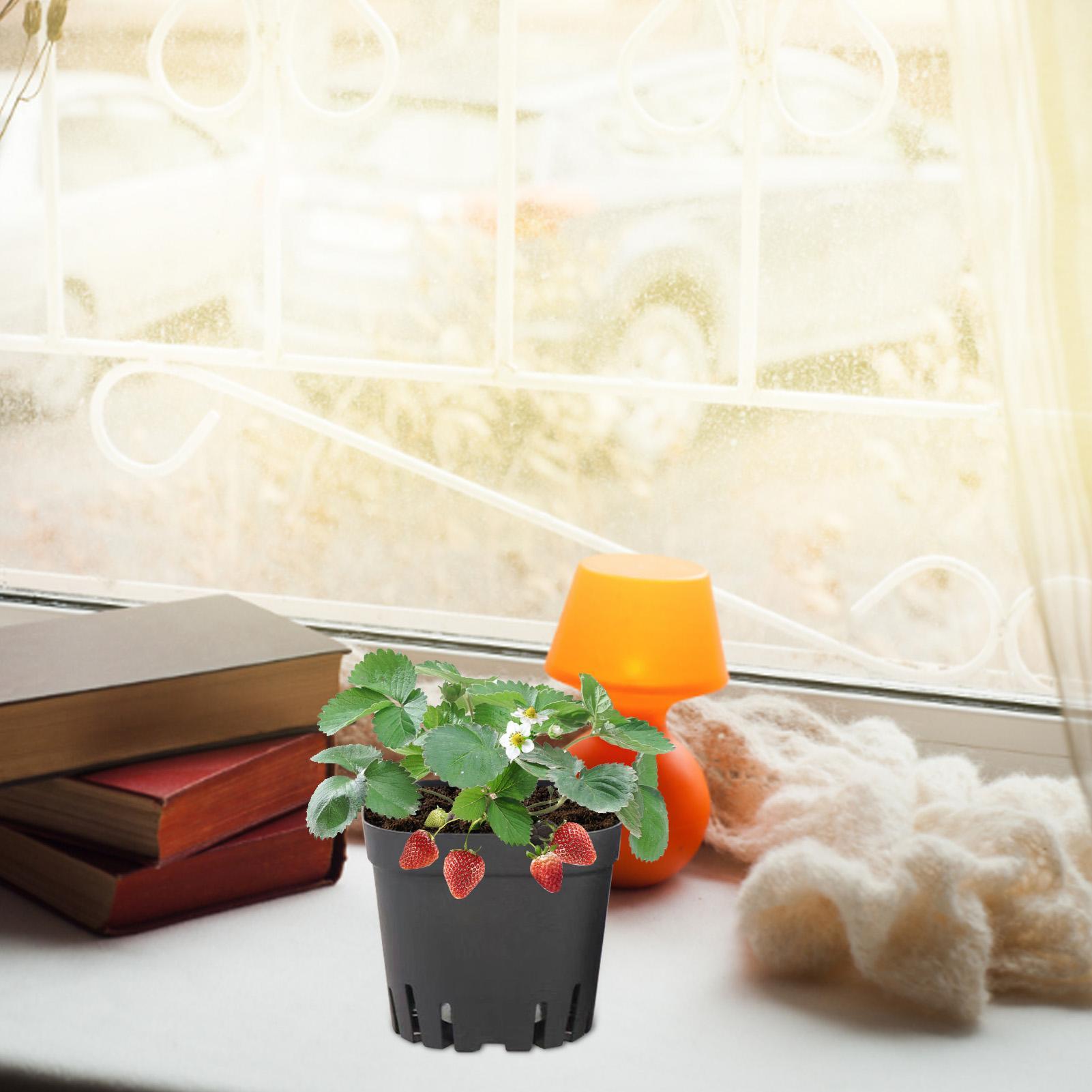 Pot Bibit 5.5cm/7cm/10cm Untuk - Food Storage Plants ulasan dan harga