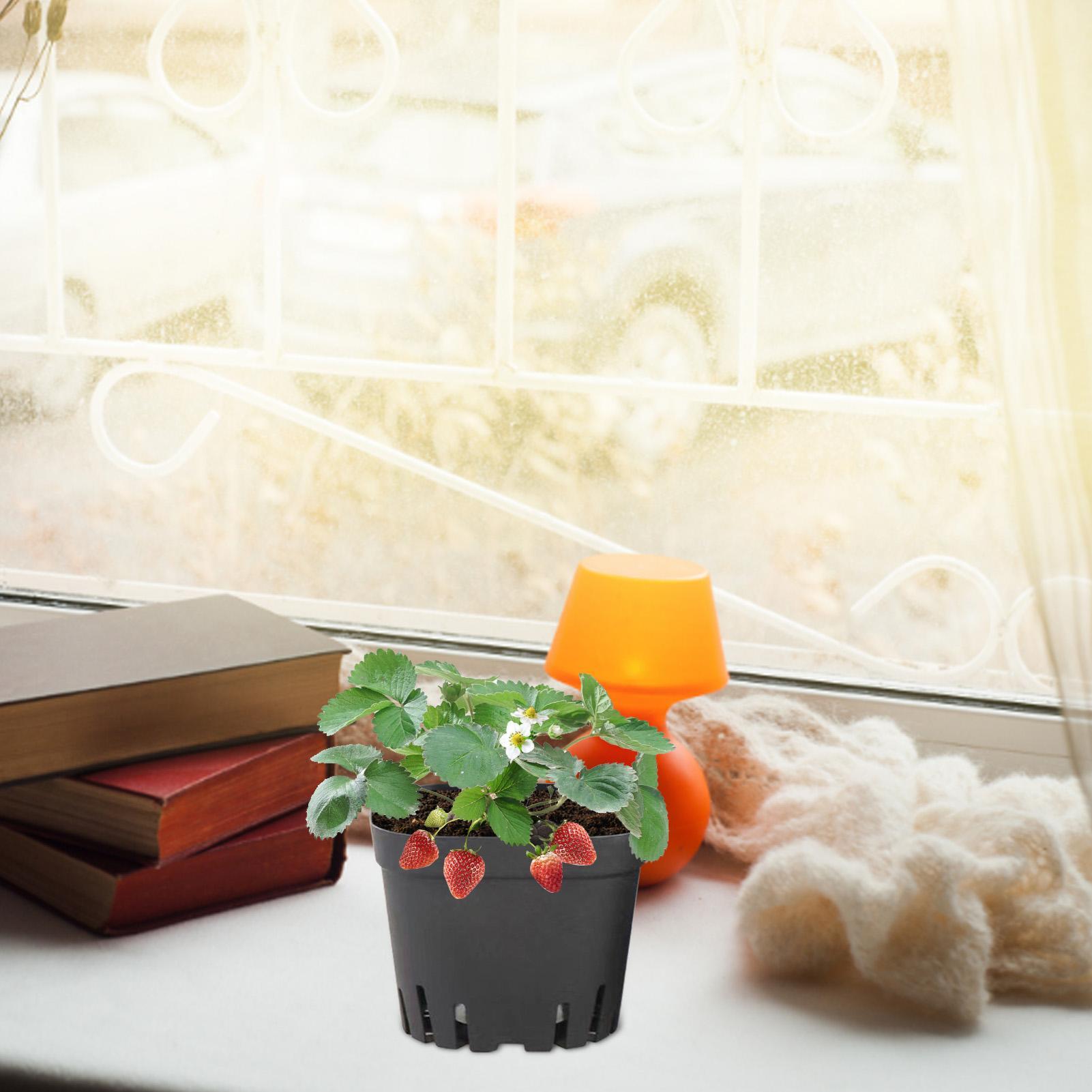 Pot Bibit 5.5cm/7cm/10cm Untuk - Food Storage Plants ulasan dan harga