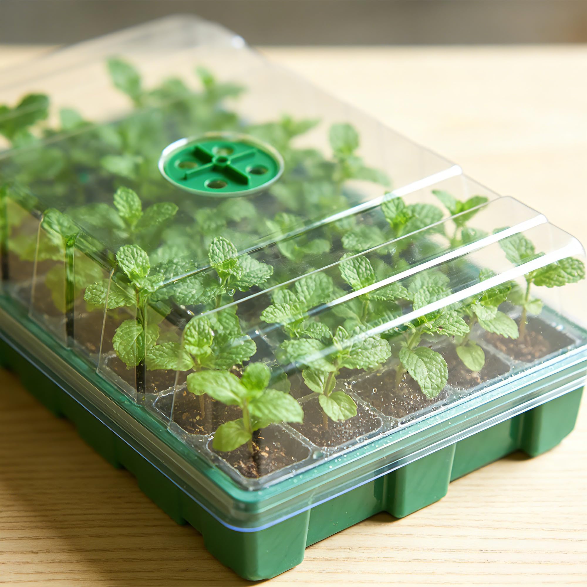 Dengan Rumah Kaca Berpenutup T - Food Storage Plants ulasan dan harga
